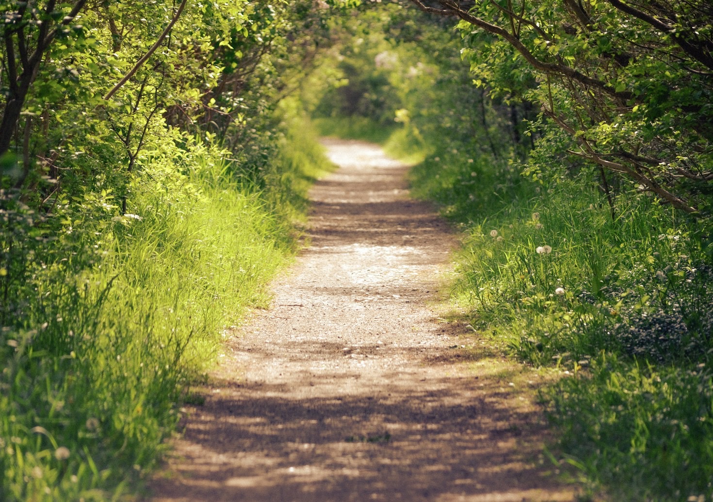 Discovering Hidden Gems on Your Walks
